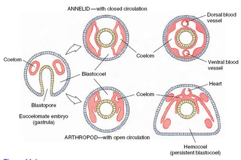 Open and Closed Circulations | Circulation | Internal Fluids and Respiration | Activity of Life