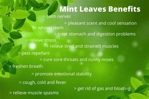 About Mint Leaves - Corner of My Home