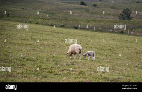 Corriedale sheep. Corriedale is a dual purpose sheep (wool and meat ...