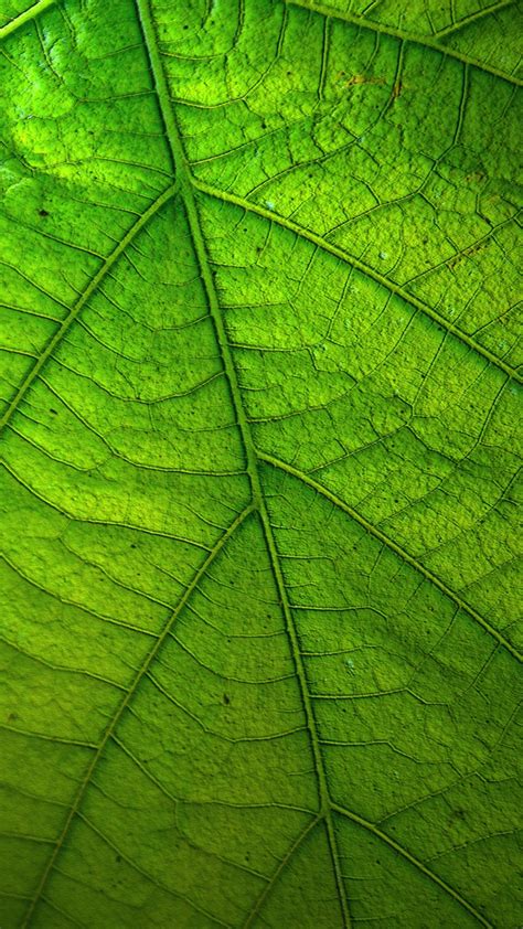 Green Leaf Wallpaper - iPhone, Android & Desktop Backgrounds