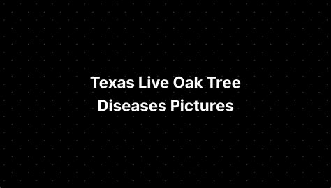 Texas Live Oak Tree Diseases Pictures - PELAJARAN