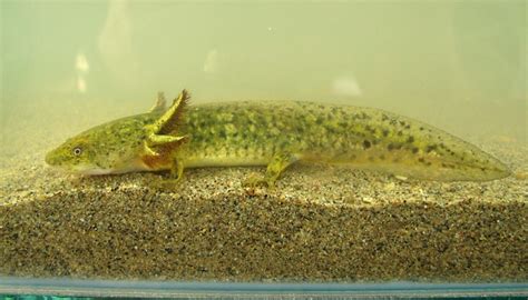 Eastern Tiger Salamander Larvae