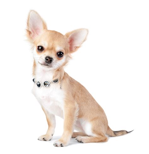 8 most popular dog breeds found in shelters, some of these may surprise you! | Chihuahua puppies ...