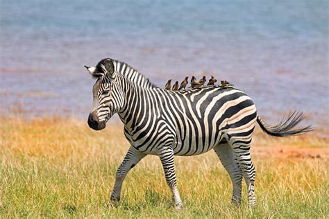 Zebra & Oxpeckers | paulafrenchp | Flickr