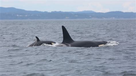 Researchers name newest baby orca spotted in B.C. waters | CBC News