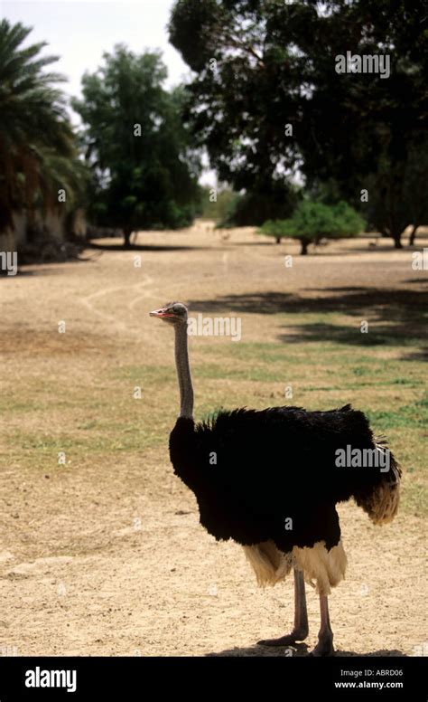 Ostrich chick hatching hi-res stock photography and images - Alamy