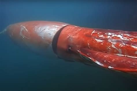 The oceanologist told about the habitat of giant squids - TIme News