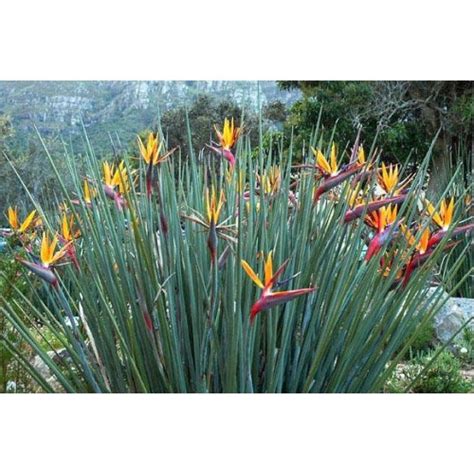 STRELITZIA juncea