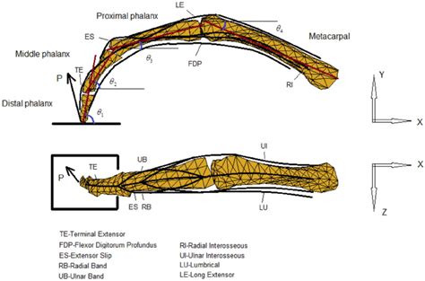 Finger Extensor Mechanism Anatomy