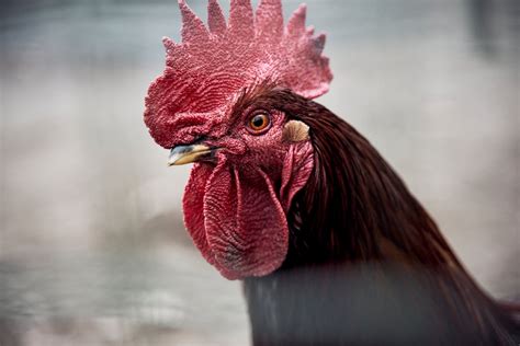 Close-Up Shot of a Rooster · Free Stock Photo