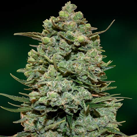 Cookies Kush Feminizovaná | Ganjaseeds.cz - semena konopí