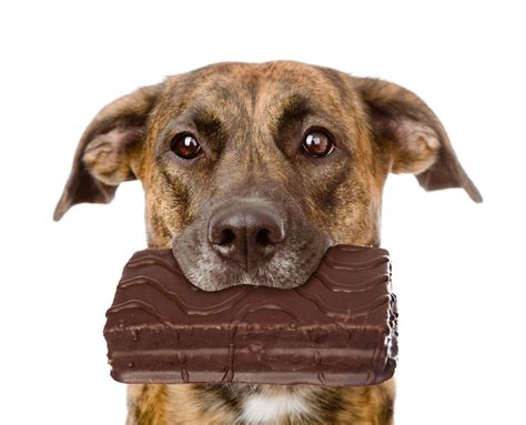 My Dog Ate Chocolate - What Should I Do? » Petsoid