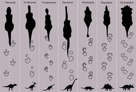 The Great Cretaceous Walk: Who Made the Three-Toed Dinosaur Track?