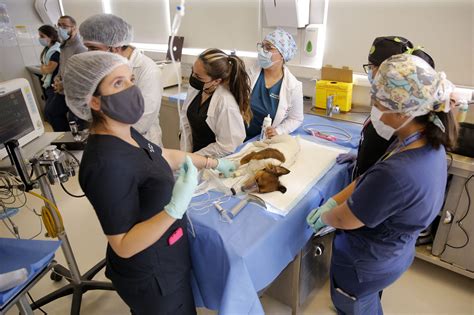 Hospital Clínico Veterinario - Facultad de Ciencias de la Vida UNAB