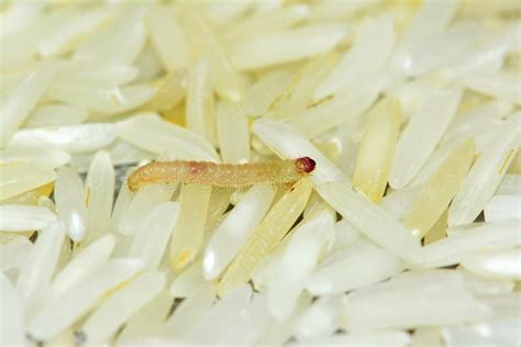 Pest worm on rice stock image. Image of moth, damaged - 73448049