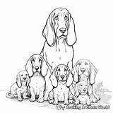 Basset Hound Coloring Pages  Free & Printable sketch template
