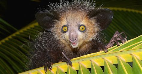 Aye-aye Habitat, Diet and fun facts