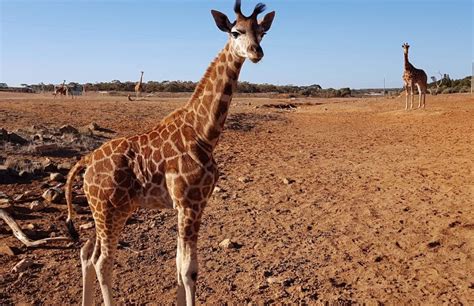 Our hand-raised giraffe calf Eyelean turns one! - Monarto Zoo