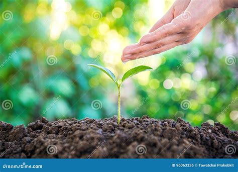 Watering Young Plant stock photo. Image of ground, environmental - 96063336