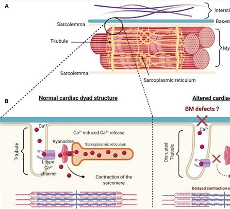 Structure of the cardiac dyad. (A) Overview of the structure of the... | Download Scientific Diagram