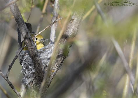 Female Yellow Warbler in nest with nesting materials – Mia McPherson's ...