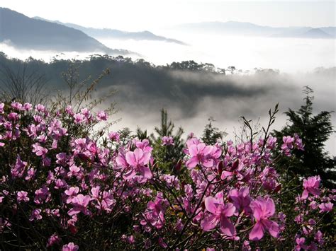 HOW TO GROW RHODODENDRONS IN ALKALINE SOIL |The Garden of Eaden