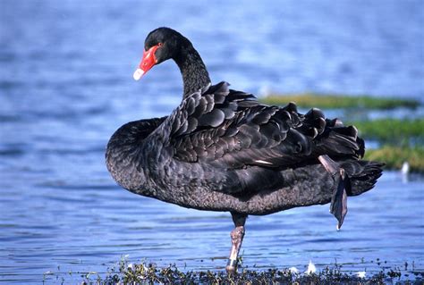 Black Swan - The Australian Museum