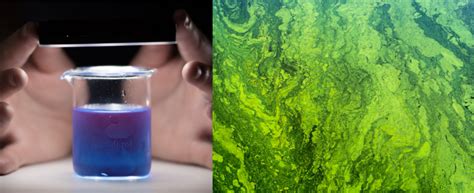 Unleashing Algae's Potential: Spira's Sustainable Solutions for ...