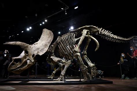 'Big John' triceratops sells for $7.74M at auction