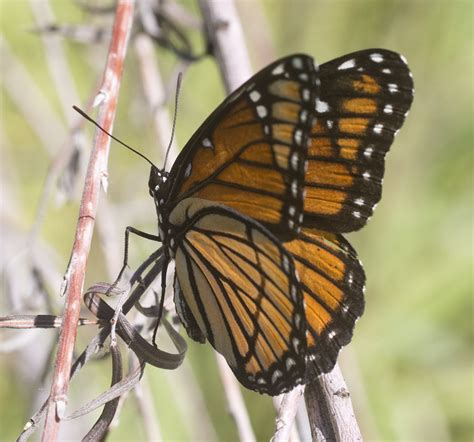 Viceroy Butterfly, description, characteristics, facts, size, photographs