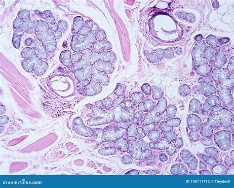 Histology of human tissue stock photo. Image of nucleus - 143111712