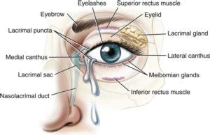 Eye Anatomy - Marin Eyes