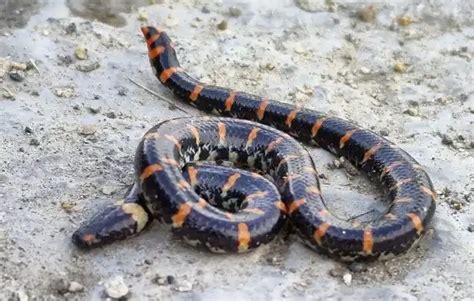 Mud Snake - Facts, Size, Diet, Pictures - All Animal Facts