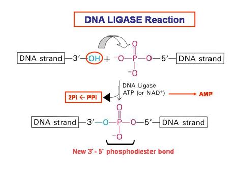 biochemistry - DNA ligase mechanism - Biology Stack Exchange