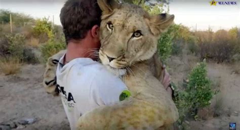 Even lions love humans