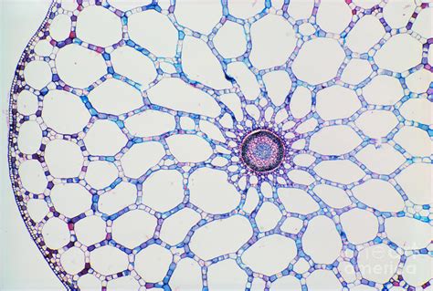 Hydrophyte Stem And Aerenchyma Photograph by M. I. Walker