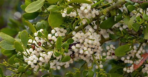 How to Grow Mistletoe | Gardener’s Path