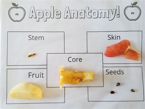 Apple Anatomy — STEMSpark LLC