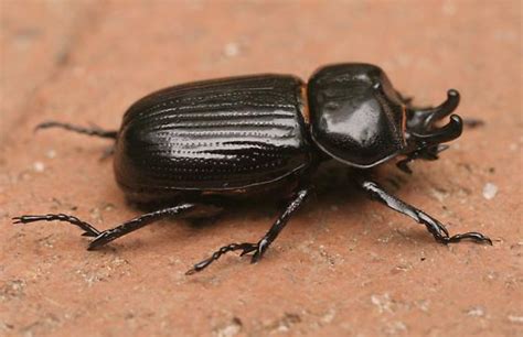 Shiny black beetle with horns - Phileurus truncatus - BugGuide.Net