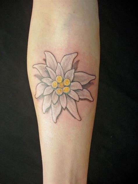 Edleweiss Tattoo idea | Edelweiss tattoo, Flower tattoo, Flower tattoo ...