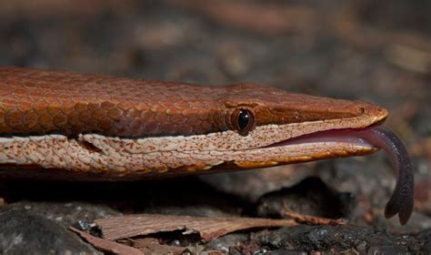 Burton's legless lizard (Lialis burtonis) [4676 x 2772] [OC] : r/AnimalPorn