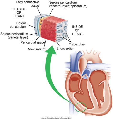 Layers of the heart muscle and pericardium. The section of the heart ...