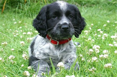 Black And White Working Cocker Spaniel Puppy - anonimowa-na-zawsze