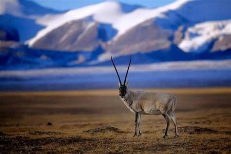 Tibetan Antelope: Facts, Behavior, Migration and Protection