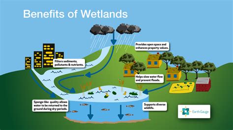 Wetlands & Stormwater Management – Sankofa