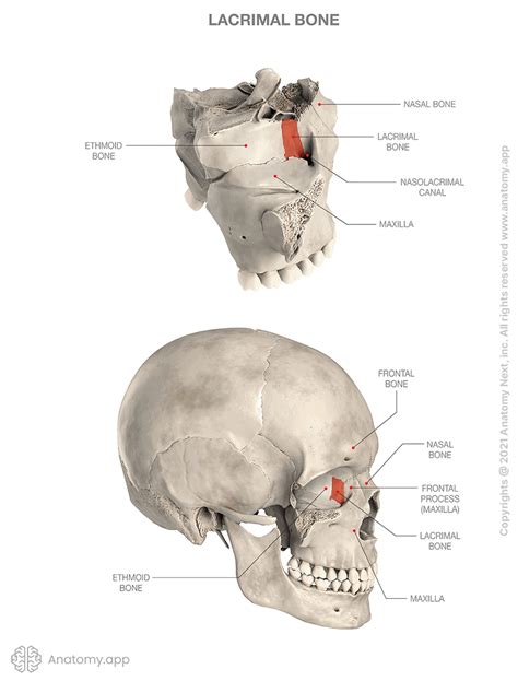 Lacrimal bone | Encyclopedia | Anatomy.app | Learn anatomy | 3D models, articles, and quizzes