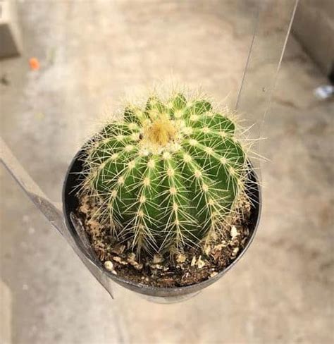 Parodia graessneri rare flowering cactus notocactus cacti flower seed 50 SEEDS Yard, Garden ...