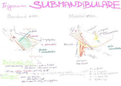 Submandibular triangle - WikiLectures