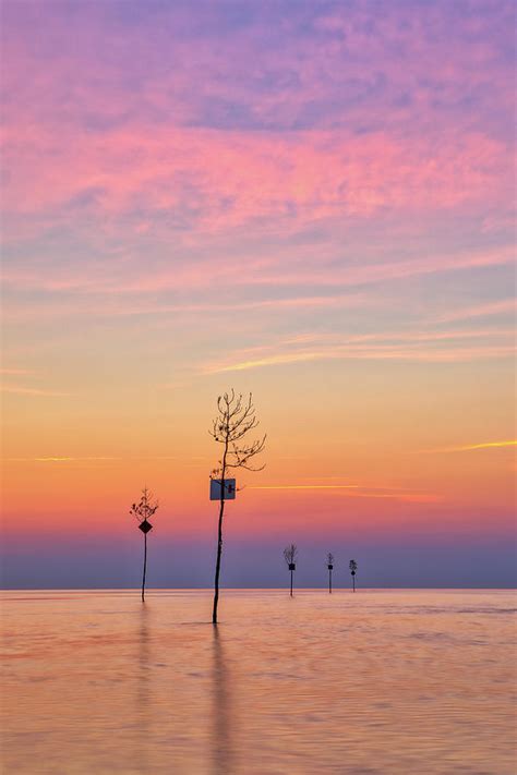 Cape Cod Clam Trees at Rock Harbor Photograph by Juergen Roth