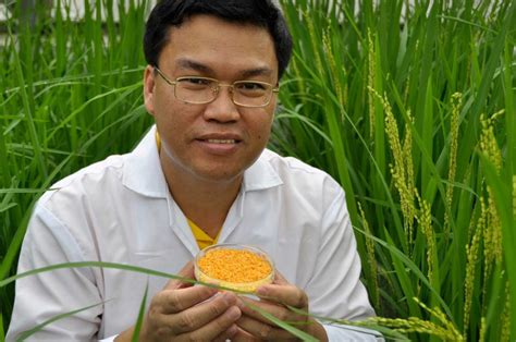 Golden rice takes a big step closer to production reality for those ...